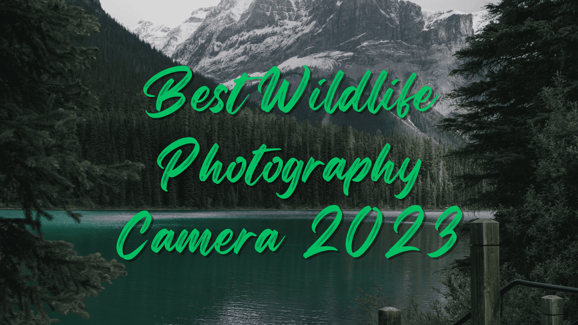 best wildlife photgraphy camera 2023